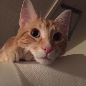 Meet your Posher, Shahrbanu